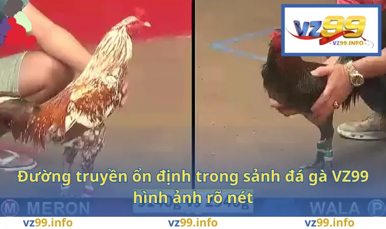 Đường truyền ổn định trong sảnh đá gà VZ99 hình ảnh rõ nét